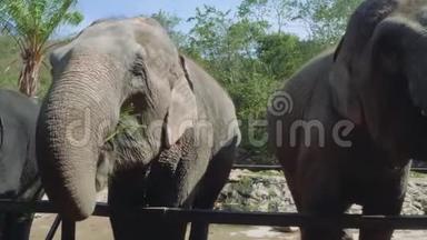 在泰国动物园里接近大象